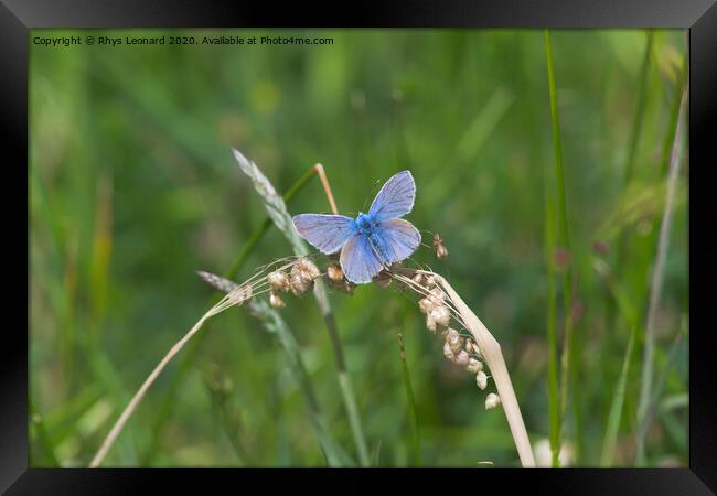 Common blue butterfly spreads vivid blue wings Framed Print by Rhys Leonard