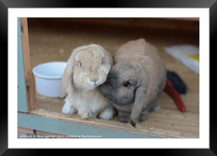 Two dwarf lop rabbits show affectionate nudge Framed Mounted Print by Rhys Leonard