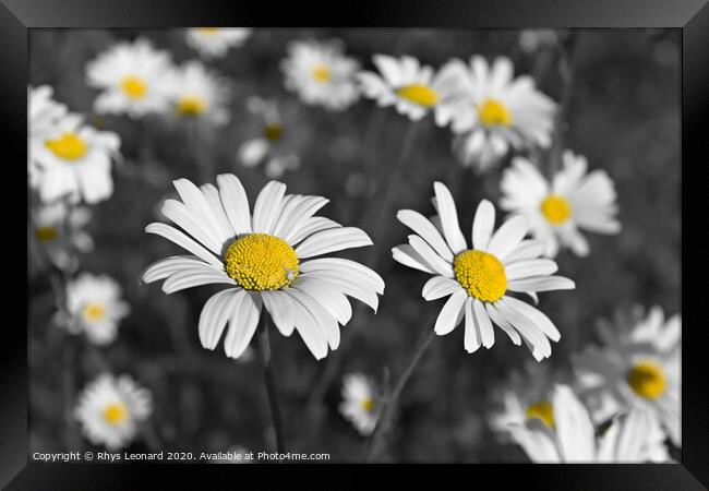 Patch of shasta daisies and a little white spider, Framed Print by Rhys Leonard