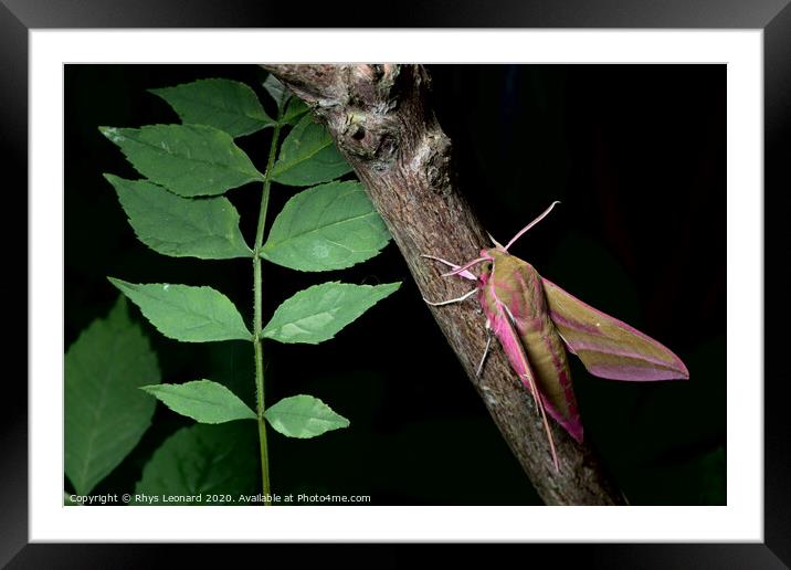 Large elephant hawk-moth perches on a red barked branch, adjacent to young green leaves. Framed Mounted Print by Rhys Leonard