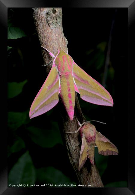 Large and small colorful elephant hawk moth side by side for comparison Framed Print by Rhys Leonard