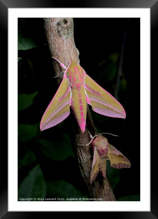 Large and small colorful elephant hawk moth side by side for comparison Framed Mounted Print by Rhys Leonard