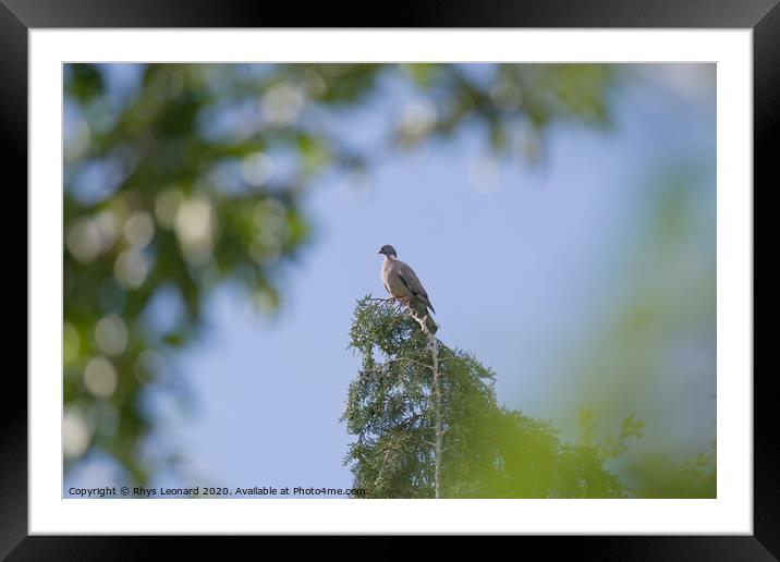 Distant majestic portrait of a wood pigeon on top of an evergreen tree Framed Mounted Print by Rhys Leonard