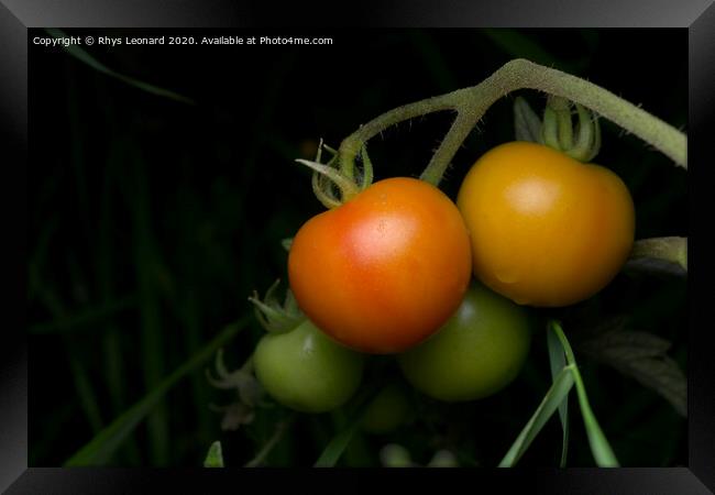 Living bunch of 4 tomatoes, strobe lit on a dark background. Framed Print by Rhys Leonard