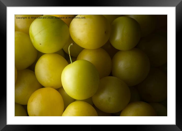 Many yellow mirabelle plums background Framed Mounted Print by Rhys Leonard