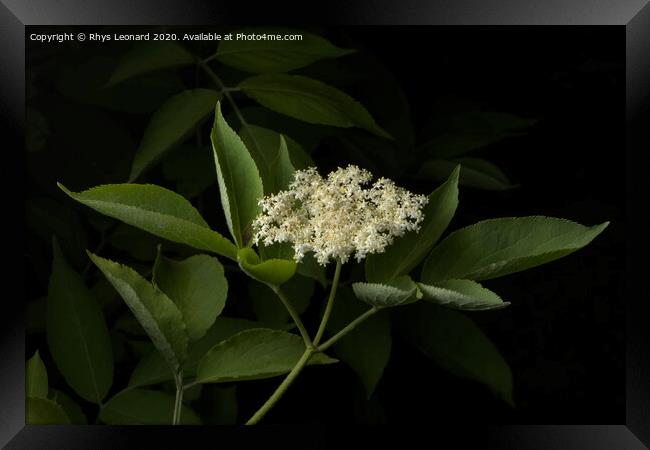 Elderberry plant flowers on dark background Framed Print by Rhys Leonard