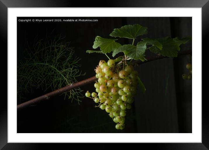 Large bunch of many redcurrants growing Framed Mounted Print by Rhys Leonard