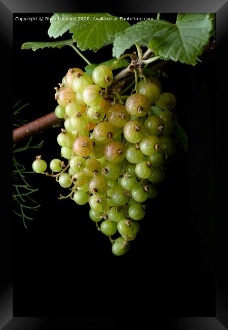 Portrait hanging bunch of ripening red currants Framed Print by Rhys Leonard