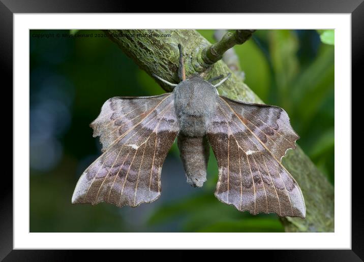 Large poplar hawk moth Framed Mounted Print by Rhys Leonard