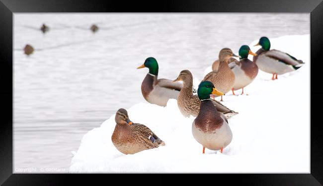 winter beaching of Mallard ducks Framed Print by Maria Galushkina