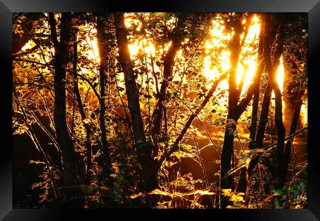                        Sunrise through the woods   Framed Print by kayden woodthorpe