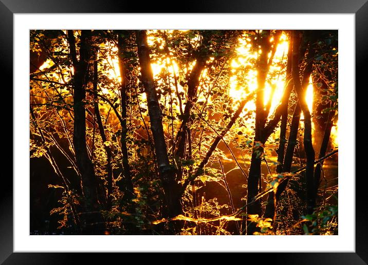                        Sunrise through the woods   Framed Mounted Print by kayden woodthorpe