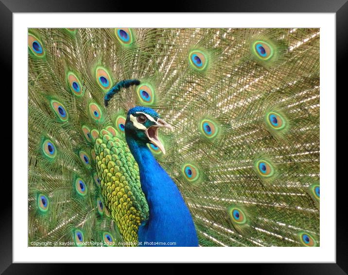 peacock, showing off  Framed Mounted Print by kayden woodthorpe