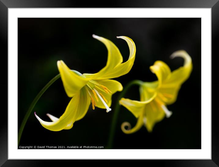 The Fragile Elegance of a Dogs Tooth Violet Framed Mounted Print by David Thomas
