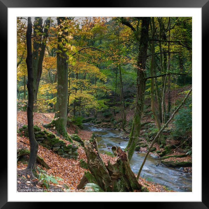 Enchanted Autumn Stream Framed Mounted Print by David Thomas