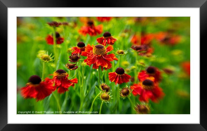 Sun-Drenched flower: A Close Encounter Framed Mounted Print by David Thomas