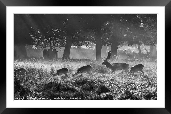 Misty Morning Deer Framed Mounted Print by David Thomas