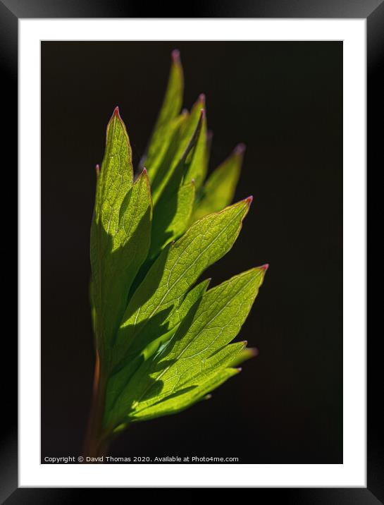 The Delicate Detail of a Bleeding Heart Leaf Framed Mounted Print by David Thomas