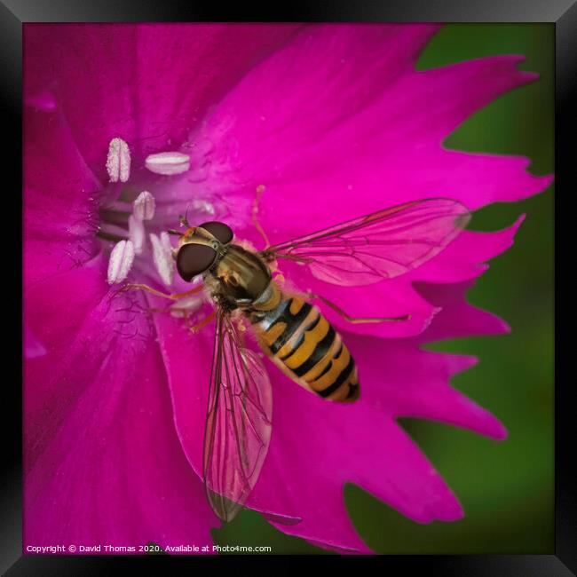 Beauty in Pollination Framed Print by David Thomas