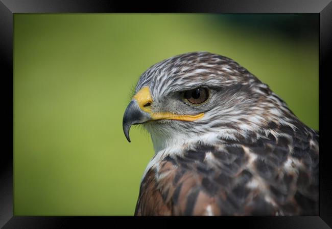 Sparrowhawk Framed Print by Philip Hawkins