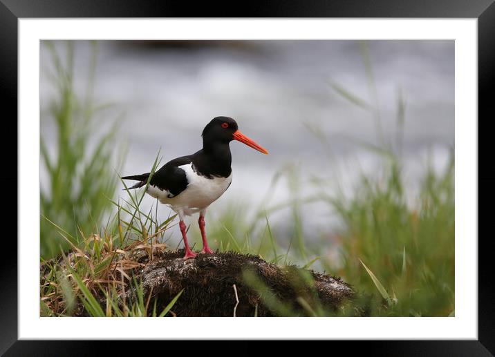 Oystercatcher on riverbank Framed Mounted Print by Philip Hawkins
