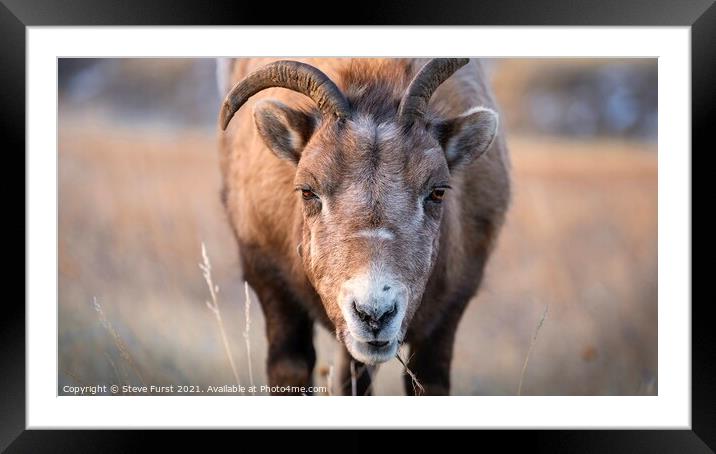 A close up of a bighorn sheep Framed Mounted Print by Steve Furst