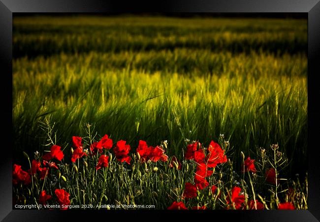 Cereal field and poppies Framed Print by Vicente Sargues