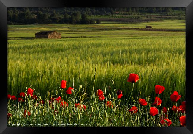 Poppies and fields with shepherd house Framed Print by Vicente Sargues