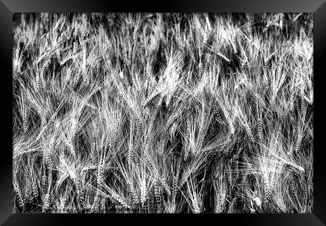 Cereal spikes. BW Framed Print by Vicente Sargues