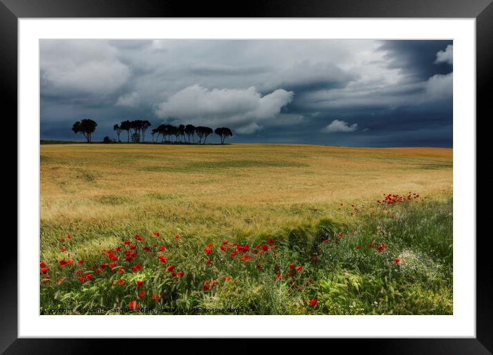 Field with poppies, trees and clouds. Horizontal Framed Mounted Print by Vicente Sargues