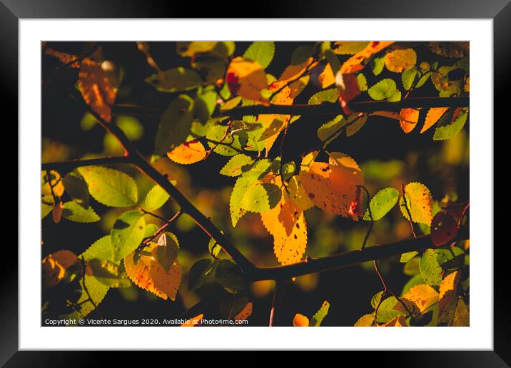 Lights on the leaves Framed Mounted Print by Vicente Sargues