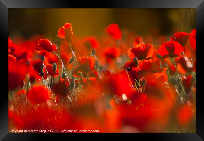 Poppies at the golden hour Framed Print by Vicente Sargues