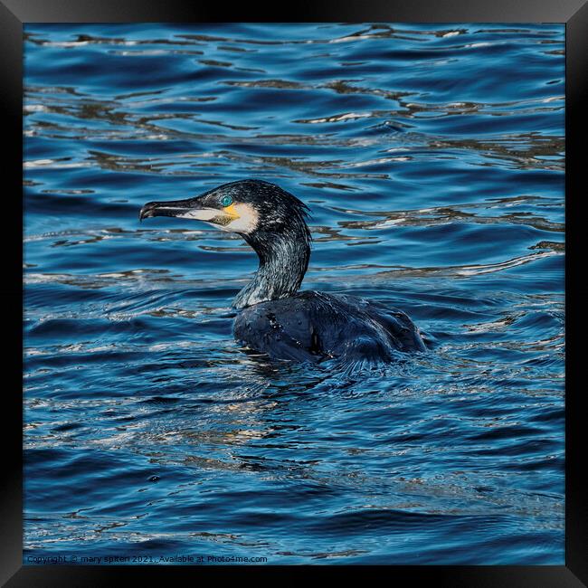 A Shag  swimming ,eyes and feathers glistening from the sunset Framed Print by mary spiteri