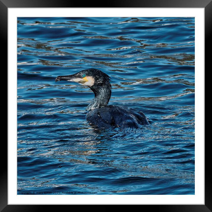 A Shag  swimming ,eyes and feathers glistening from the sunset Framed Mounted Print by mary spiteri