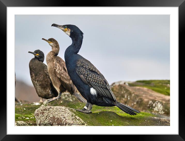 Cormorant welcoming   Framed Mounted Print by mary spiteri