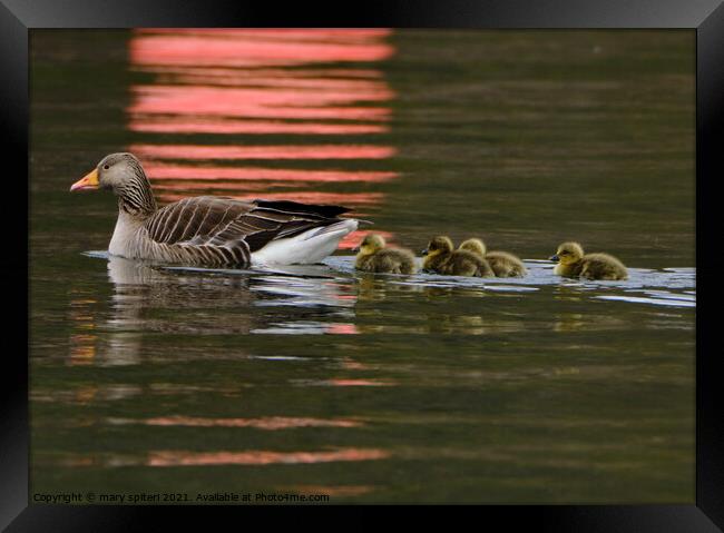 Greylag Goose and Goslings with red buoy reflections Framed Print by mary spiteri