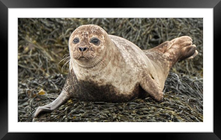 Baby common seal, wide eyed and beautiful Framed Mounted Print by mary spiteri