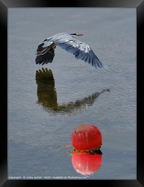 Heron  Flying low to the water Framed Print by mary spiteri