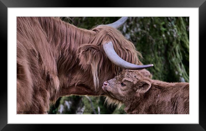 Highland Cow with Calf Framed Mounted Print by mary spiteri