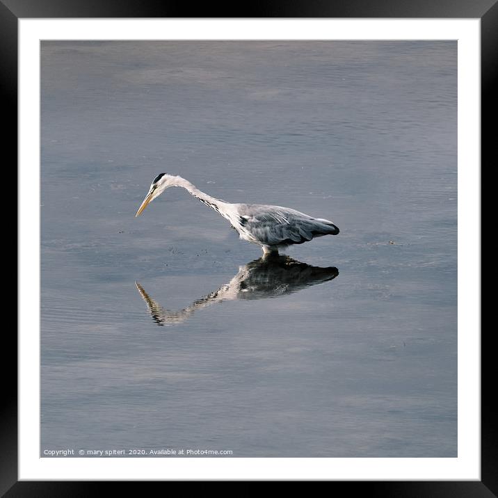 Heron Reflection. Framed Mounted Print by mary spiteri