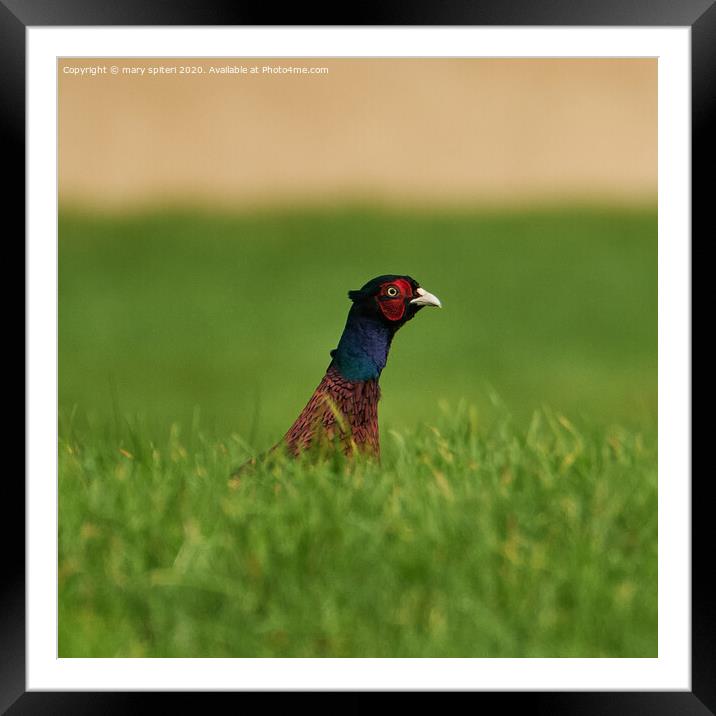 Pheasant Beek a Boo Framed Mounted Print by mary spiteri