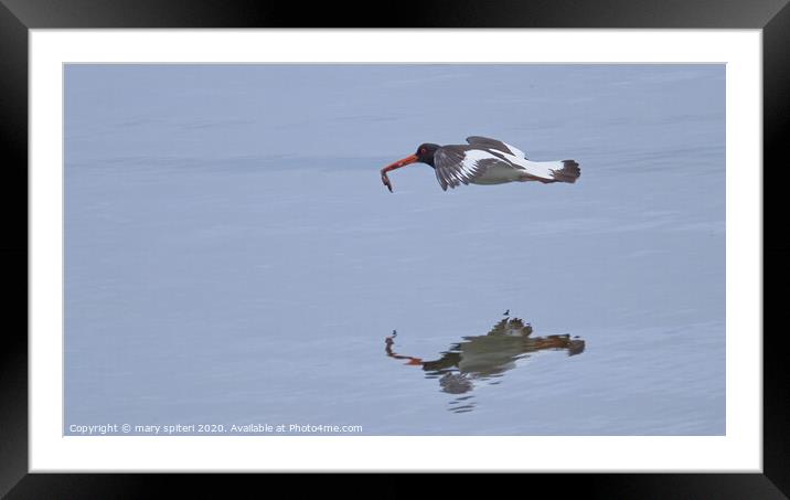 Oyster Catcher with  prey Framed Mounted Print by mary spiteri