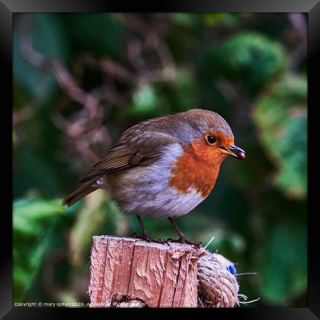 Robin redbreast perched on top of a wooden post wi Framed Print by mary spiteri