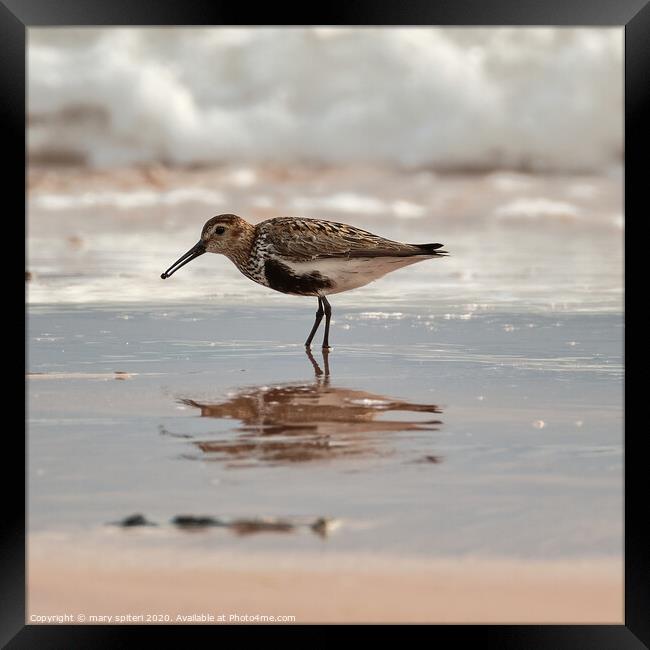 Sandpiper with its reflection, on the Beach at sun Framed Print by mary spiteri