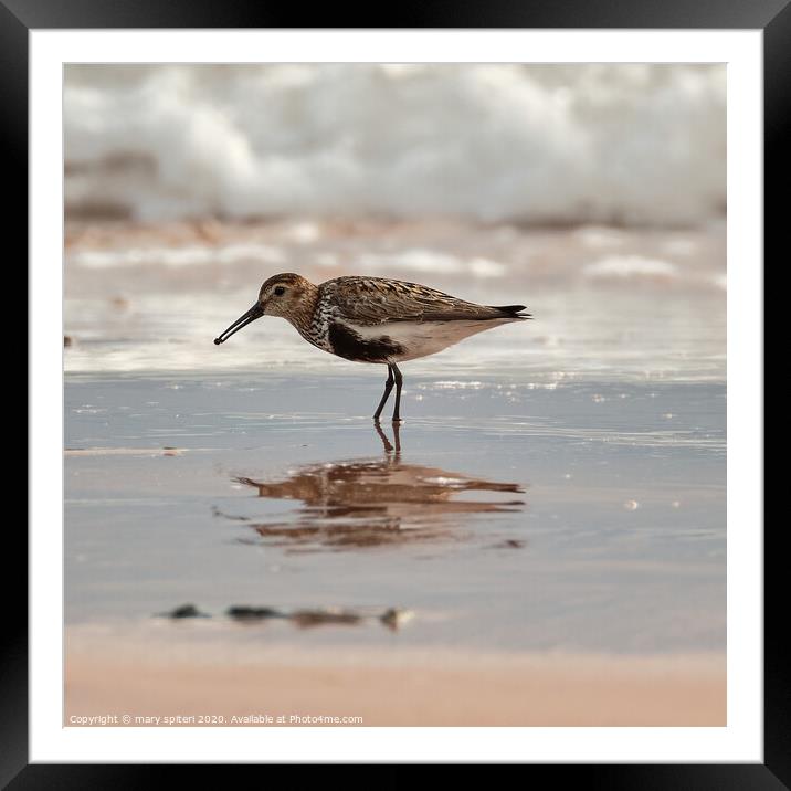Sandpiper with its reflection, on the Beach at sun Framed Mounted Print by mary spiteri