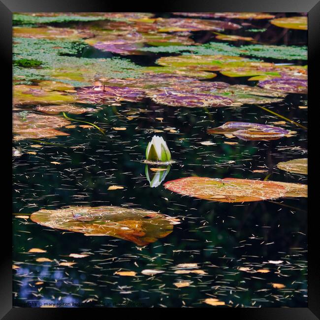  Modern Monet  Water Lily  Framed Print by mary spiteri