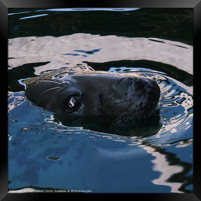 Up close and personal with a Seal Framed Print by mary spiteri