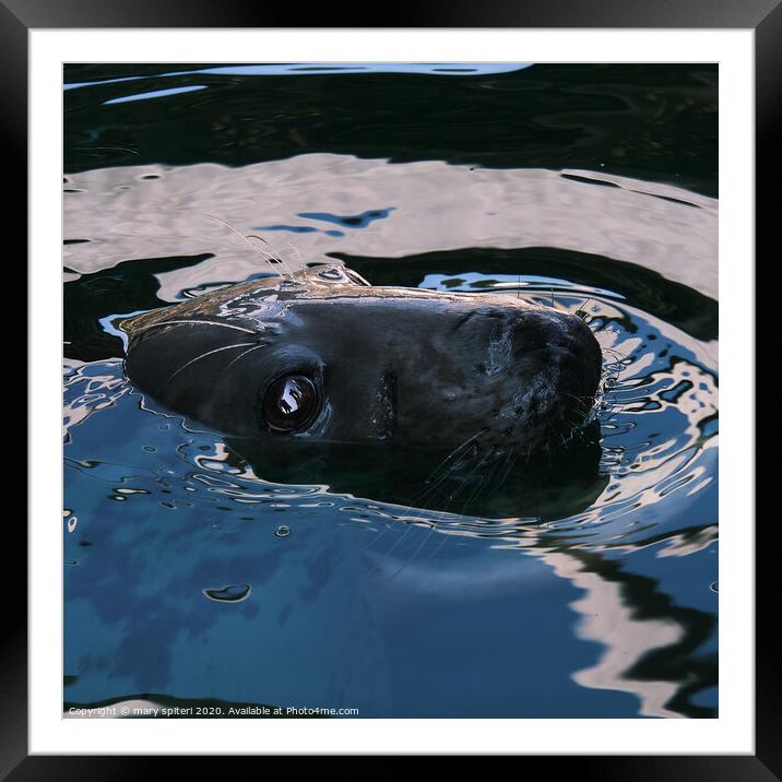 Up close and personal with a Seal Framed Mounted Print by mary spiteri