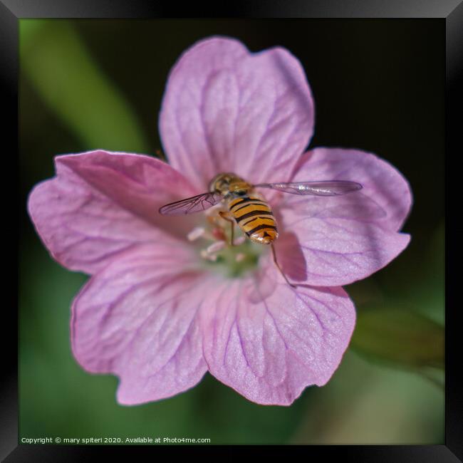 Beautiful Pink Flower with a Beautiful HoneyBee Framed Print by mary spiteri