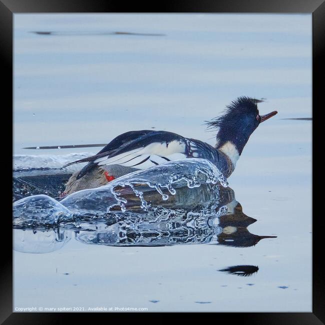 Red Breasted Merganser with the splashes of water captured looking like ice. Framed Print by mary spiteri